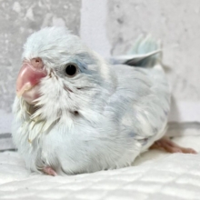マメルリハ  ホワイトパイドライラック  男の子  ‎🤍💜💐*·̩͙𓈒𓂂𓏸