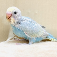 元気いっぱい登場だよ！セキセイインコ（パステルレインボー）ヒナ