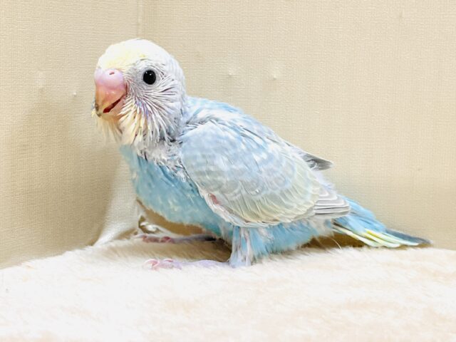 元気いっぱい登場だよ！セキセイインコ（パステルレインボー）ヒナ