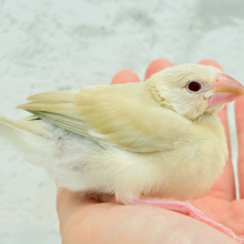【最新画像更新🪄】癒しミルクティー☕️シナモン文鳥 ヒナ