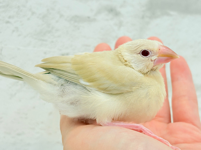 【最新画像更新🪄】癒しミルクティー☕️シナモン文鳥 ヒナ