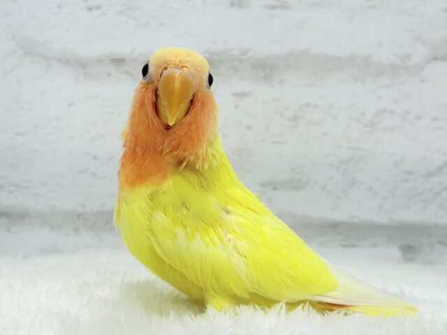 コザクラインコ（小桜インコ）