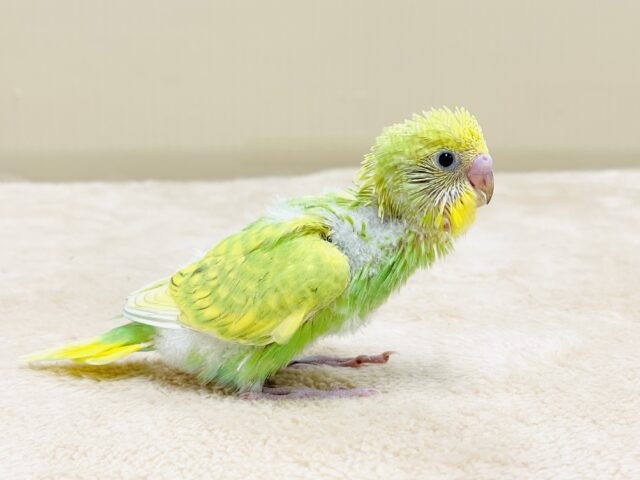 セキセイインコ