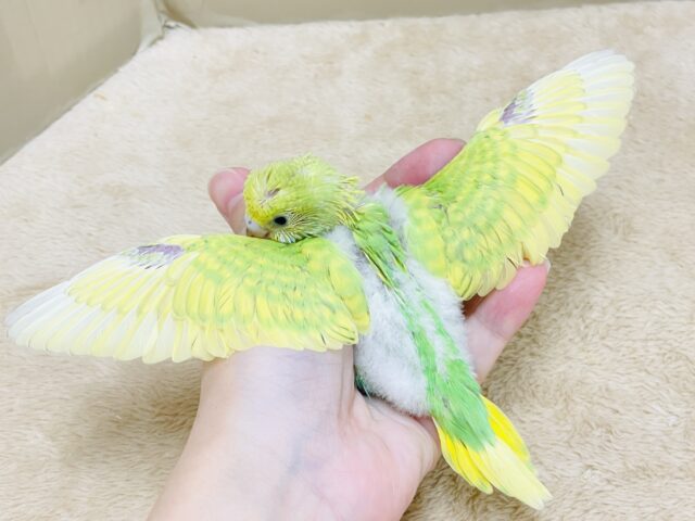 セキセイインコ