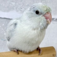 マメルリハ   ターコイズEUダイリュートライラック  男の子   ️🩵💚･.｡*･.｡*