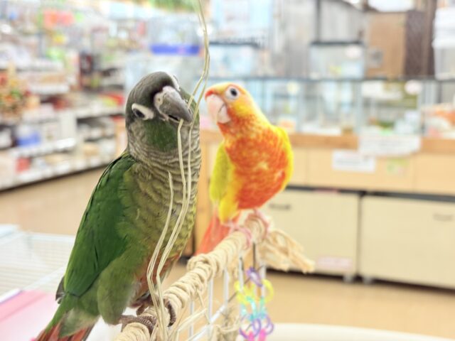 ホオミドリウロコインコ