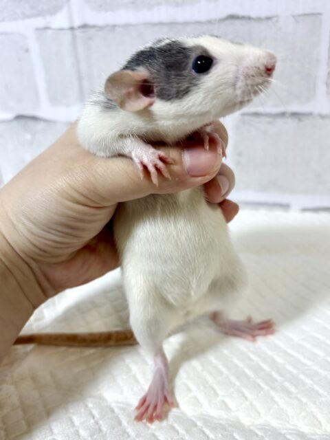 ファンシーラット