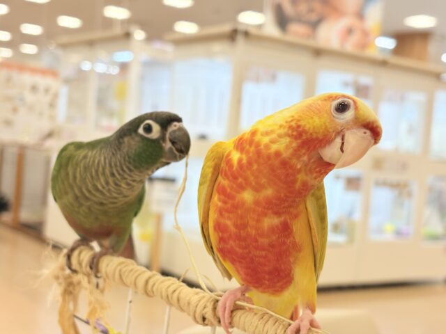 ホオミドリウロコインコ