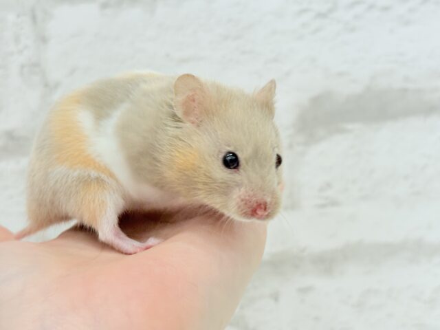 ゴールデンハムスター