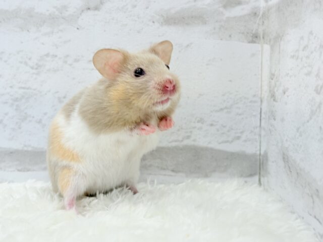 ゴールデンハムスター