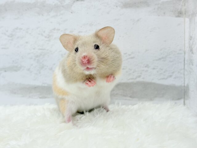 ゴールデンハムスター