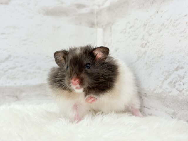 ゴールデンハムスター