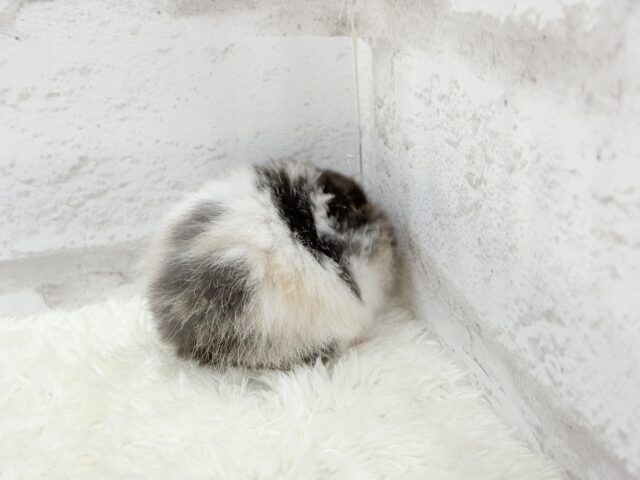 ゴールデンハムスター