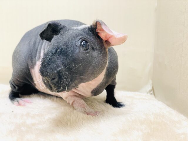 スキニーギニアピッグ