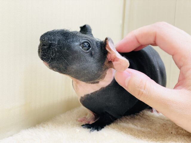 スキニーギニアピッグ