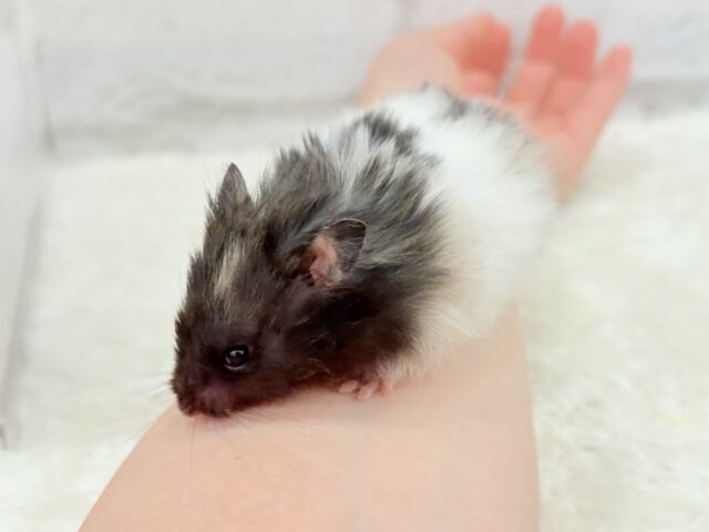 ゴールデンハムスター