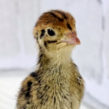 並ウズラ  ヒヨコ  🐥🪶🤎*.+゜