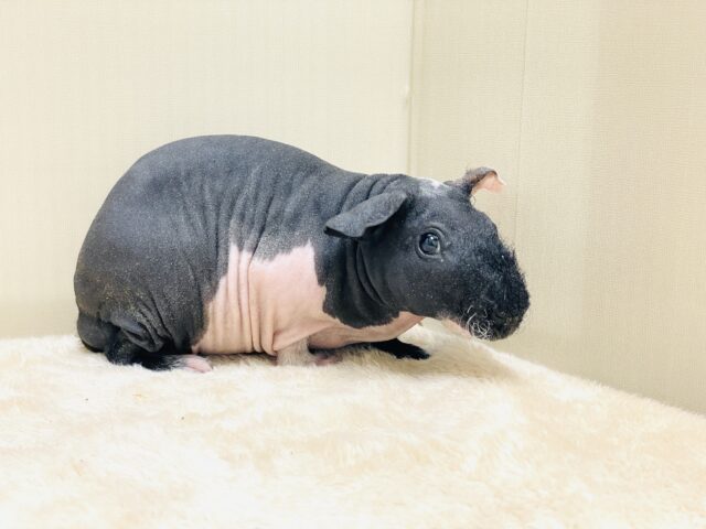 スキニーギニアピッグ