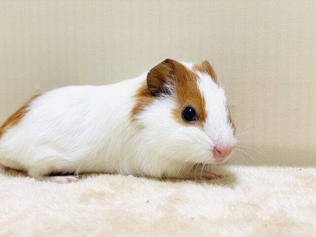 イングリッシュモルモット