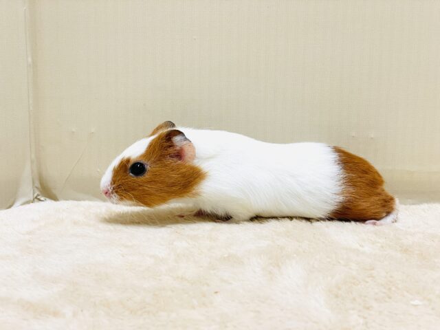 イングリッシュモルモット