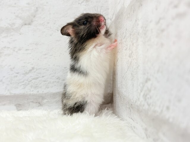 ゴールデンハムスター