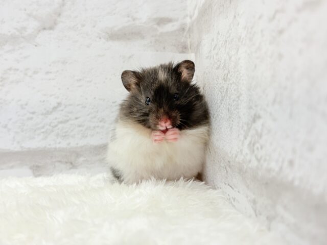 ゴールデンハムスター