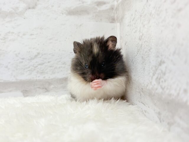 ゴールデンハムスター