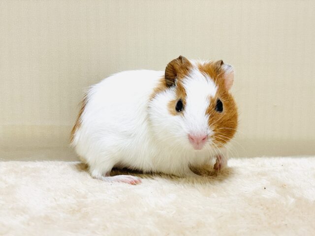 イングリッシュモルモット