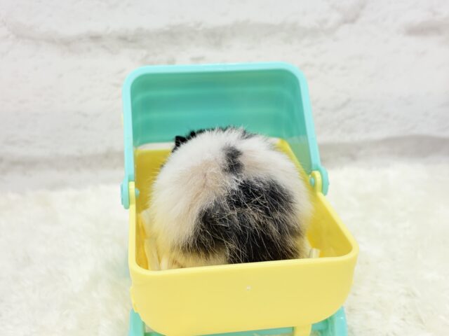 ゴールデンハムスター