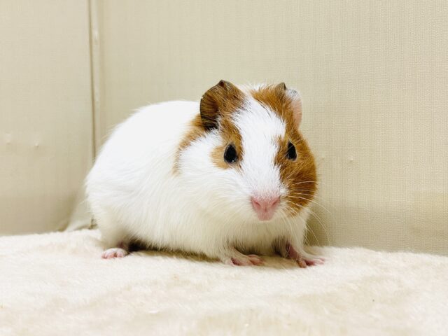 イングリッシュモルモット