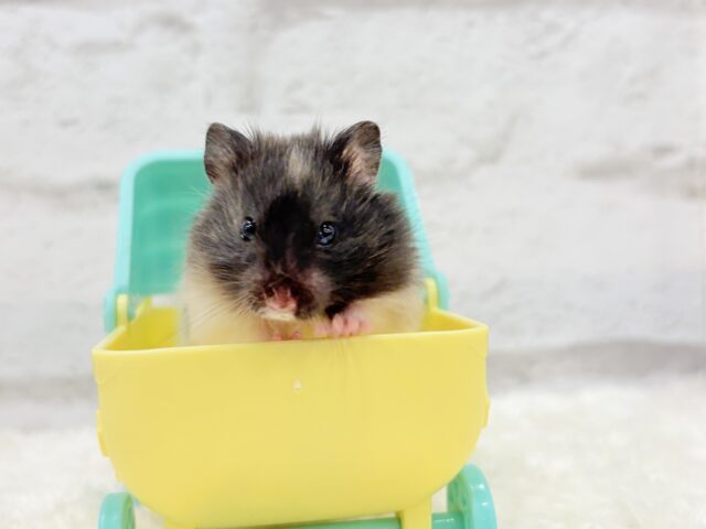 ゴールデンハムスター