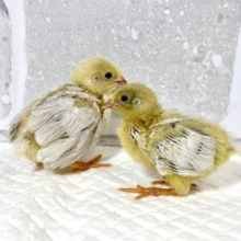 ヒメウズラ  ヒヨコ2羽  🐤🐤