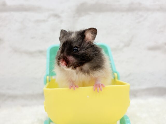 ゴールデンハムスター