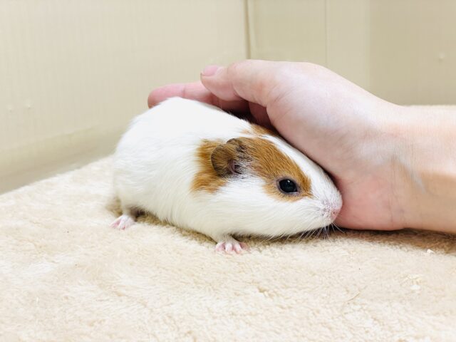 イングリッシュモルモット