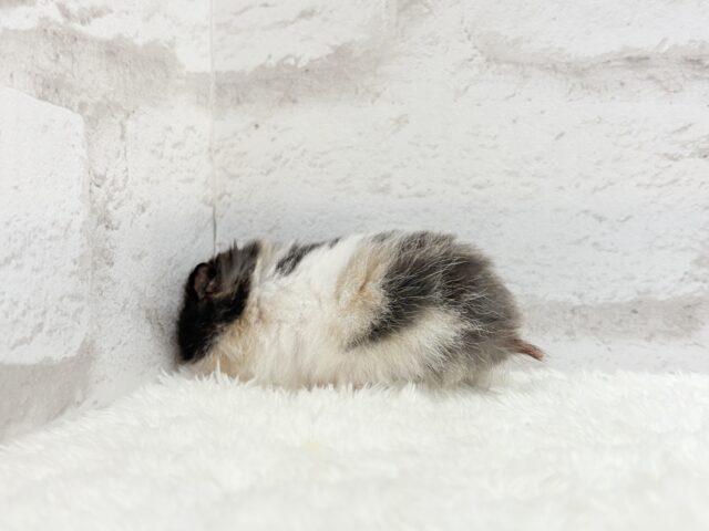 ゴールデンハムスター