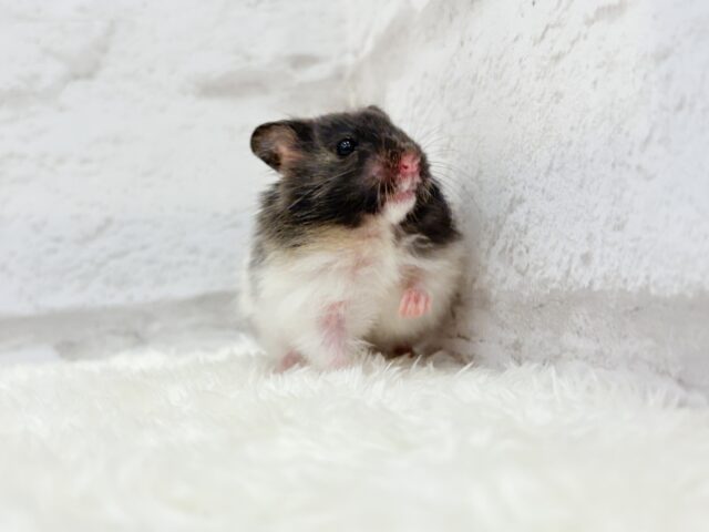 ゴールデンハムスター