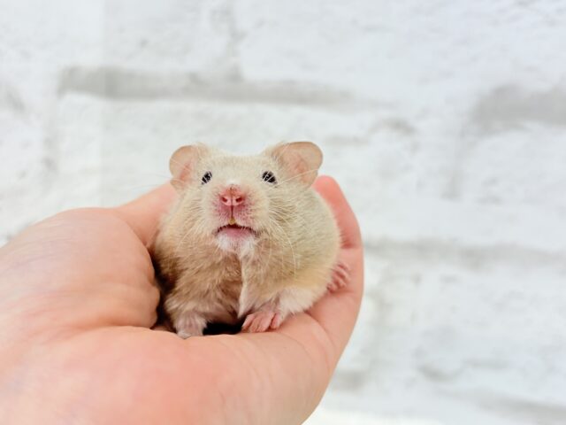 ゴールデンハムスター