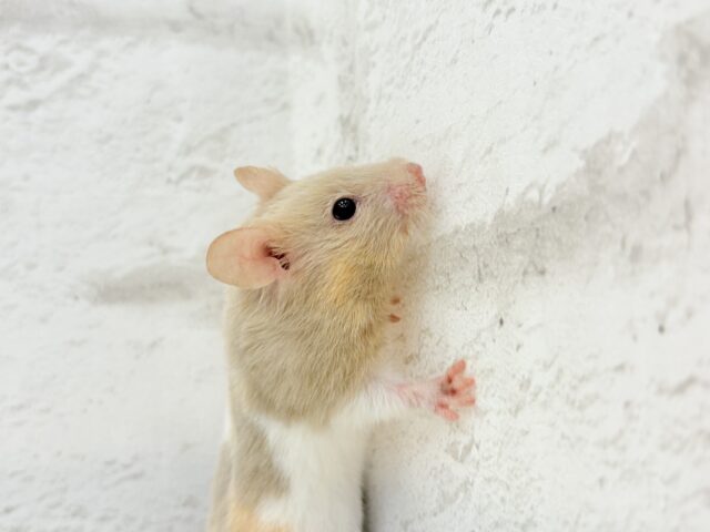 ゴールデンハムスター