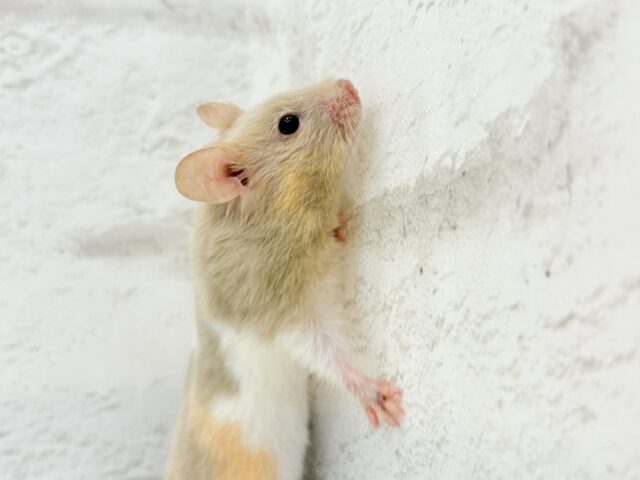 ゴールデンハムスター