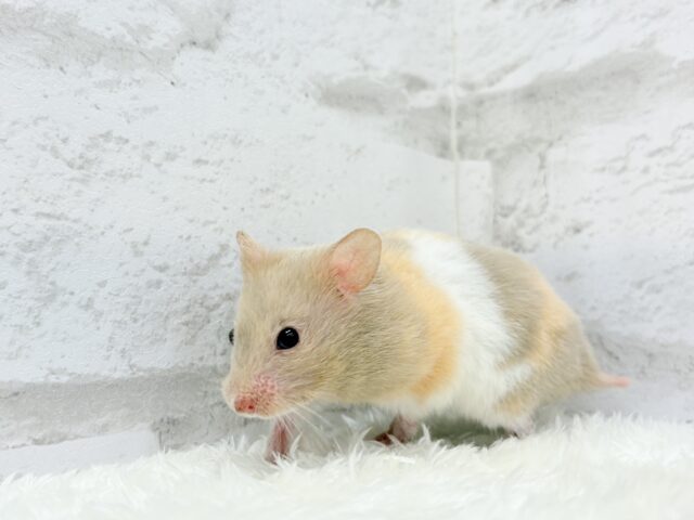 ゴールデンハムスター