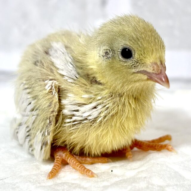 ユウギリインコ（夕霧インコ）