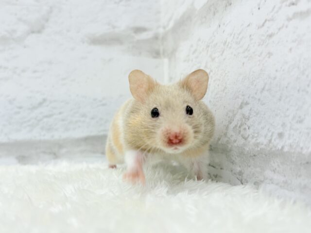 ゴールデンハムスター
