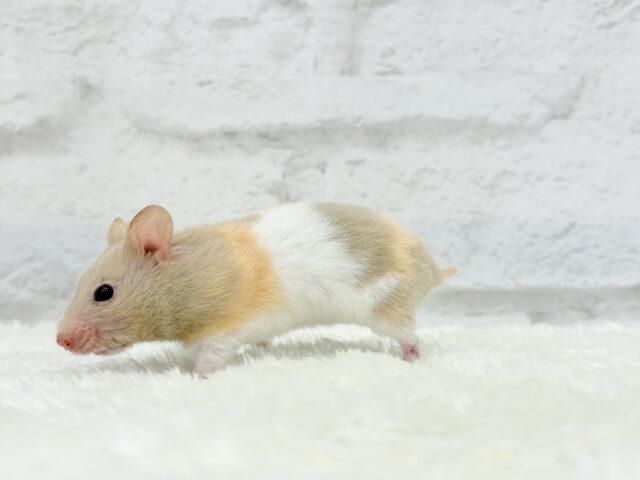ゴールデンハムスター