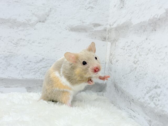 ゴールデンハムスター