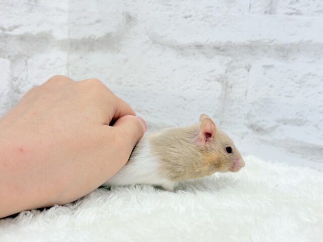 ゴールデンハムスター