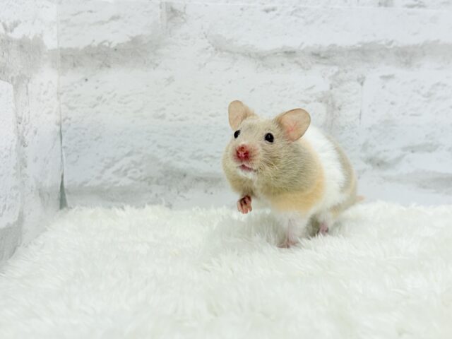 ゴールデンハムスター