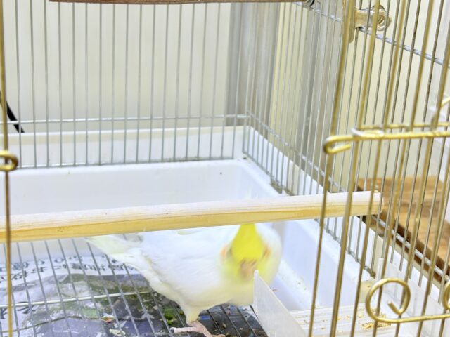 オカメインコ