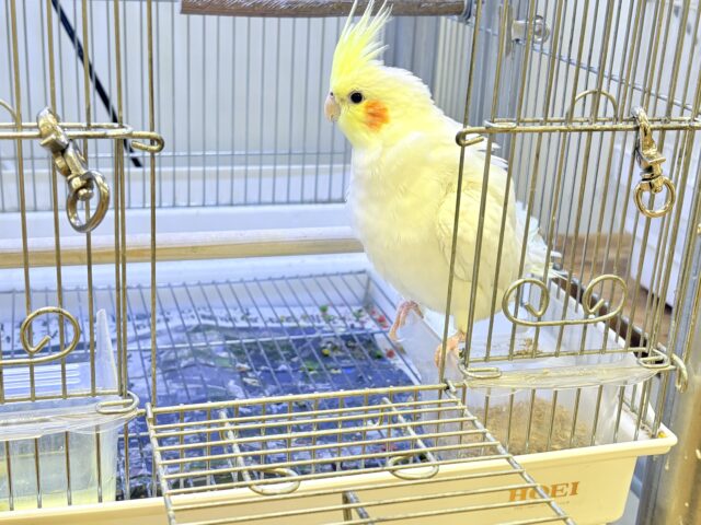 オカメインコ