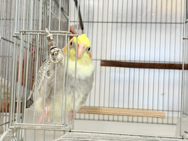 オカメインコ