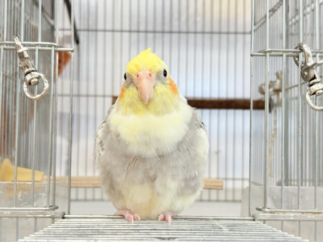 オカメインコ